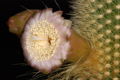 Pilosocereus chrysostele 09.JPG