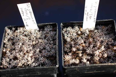 Sämlinge seedpro-aatiram 2012 November26.jpg