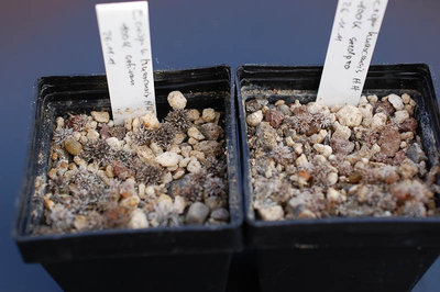 Sämlinge seedpro-aatiram 2012 November26-1.jpg
