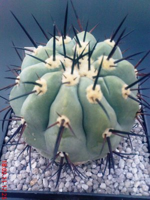 Copiapoa cinerea (2).JPG