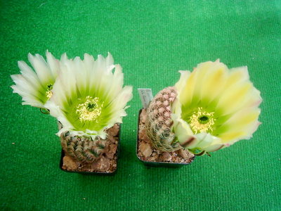 PIC_0005.JPG