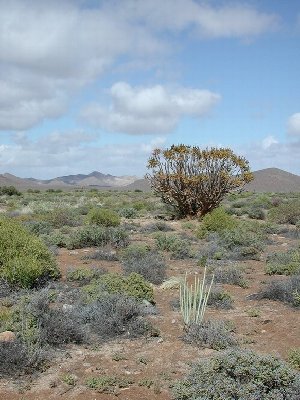 Aloe ramosissima (Namuskluft, Namibia).JPG