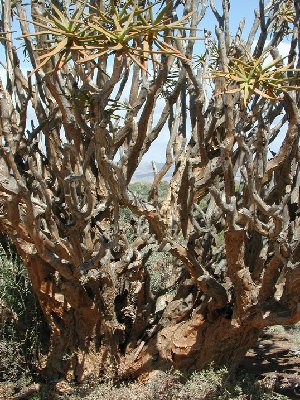 Aloe ramosissima (Namuskluft, Namibia) nah.JPG