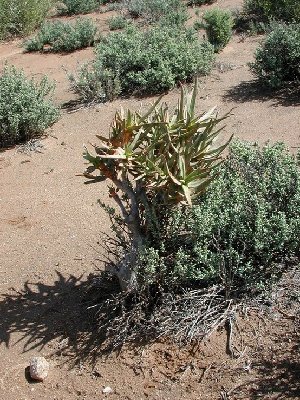 Aloe ramosissima (Namuskluft, Namibia) Jungpflanze.JPG