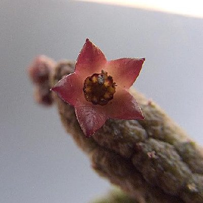 Echidnopsis leachii.jpg