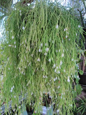 Rhipsalis campos-portoana (Pflanze) (1.13).JPG