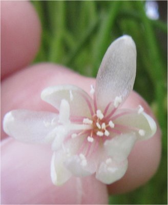 Rhipsalis campos-portoana (Blüte) (1.13).JPG