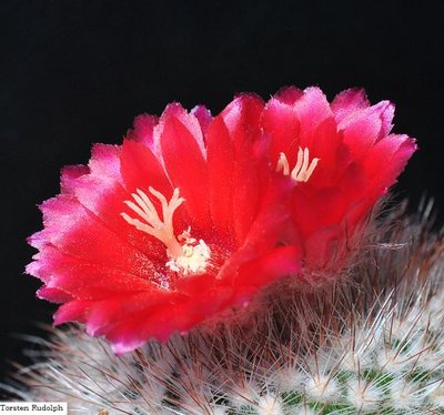Parodia malyana LB 1214