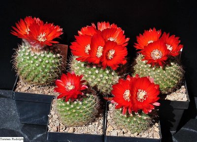 Parodia sanguiniflora Sippe