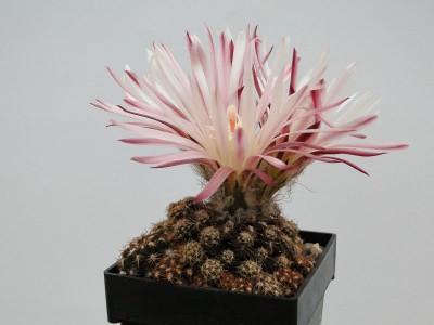 Eriosyce esmeraldana FK796 2012 Juno07-5.jpg