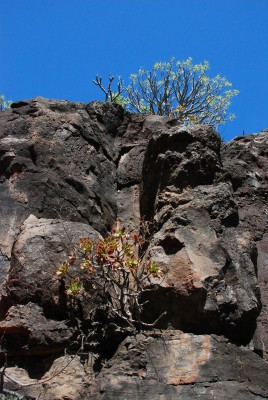 Aeonium holochrysum 01.JPG (143.36 KiB) 18126 mal betrachtet Zwischen Lo del Gato und Taco, Südküste, dunkler Fels, nach Süden gerichtet.