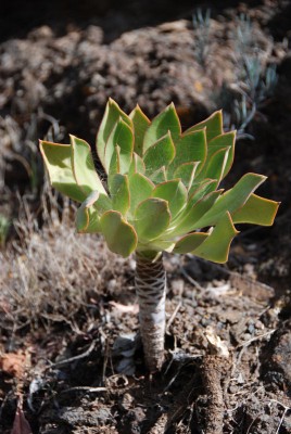 Aeonium spec. 01.JPG (119.44 KiB) 18126 mal betrachtet Ausnahmsweise mal mit etwas Wurzelraum ...