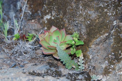 Jungpflanze mit Farn (vermutlich Cheilanthes spec.)