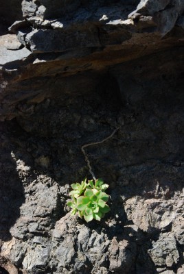 Aeonium spec. 04.JPG (111.61 KiB) 18126 mal betrachtet Man lässt sich in die Sonne hängen ...