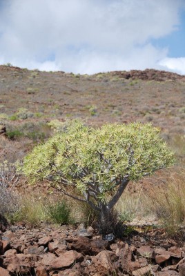Euphorbia als Wegbegleiter zwischen San Sebastian und Playa de la Guancha, Südostküste, ca. 80 m Seehöhe