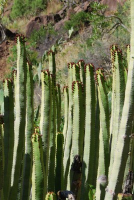 Grüne Pflanze mit Früchten, bei El Guro, Valle Gran Rey, ca. 200 m Seehöhe