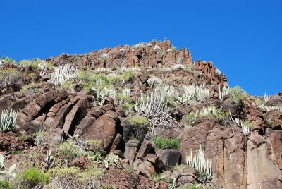 Bestand in Felswand, El Guro, Valle Gran Rey, ca. 200 m Seehöhe