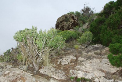 Ein älteres Exemplar mit Flechtenlametta