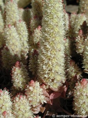 o_keiko21.jpg (58.41 KiB) 12748 mal betrachtet Orostachys boehmeri 'Keiko'