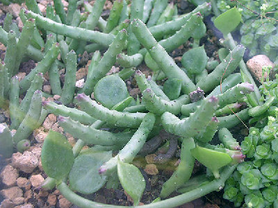 huernia.pendula.jpg