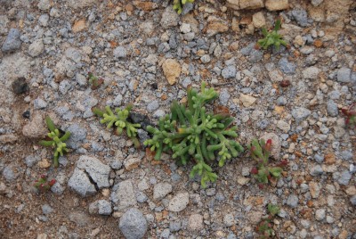 Mesembryanthemum nodiflorum 01.JPG
