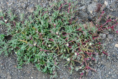 Mesembryanthemum nodiflorum 02.JPG