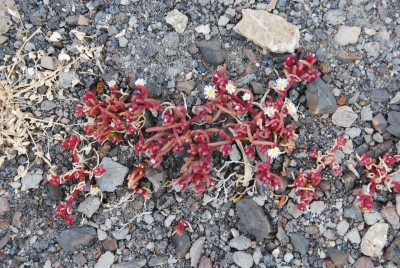 Mesembryanthemum nodiflorum 03.JPG