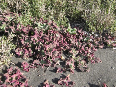 Mesembryanthemum crystallinum 01.JPG