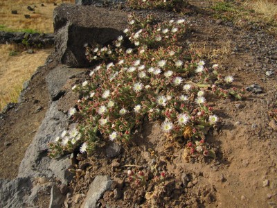 Mesembryanthemum crystallinum 02.JPG