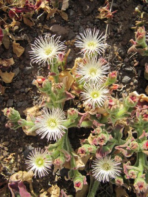 Mesembryanthemum crystallinum 03.JPG