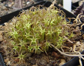 Ceropegia conrathii2.JPG