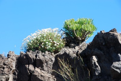 Hoch über dem Valle Gran Rey, Südwest-Gomera) mit einem Argyranthemum