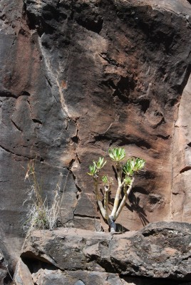 In einer Felswand bei Lo del Gato, Süd-Gomera