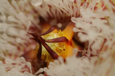 Stapelia glanduliflora (7 km S Clanvilliam) (FH07,028) 008.JPG