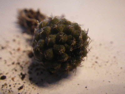 Eriosyce_sp_Aguada_Tongoy (7).JPG