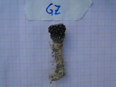 Eriosyce heinrichiana ssp. heinrichiana FK470 GZ 2010 September06 016.jpg