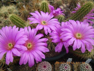 Ec.viereckii