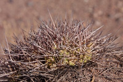 Meihueniopsis_glomerata2697-EOS_6517.jpg