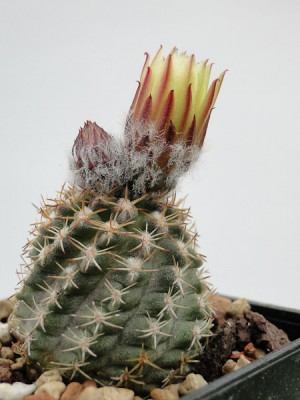 Eriosyce recondita ssp. iquiquensis FR712 (Py. saxifragus) 2012 Juli07-3.jpg