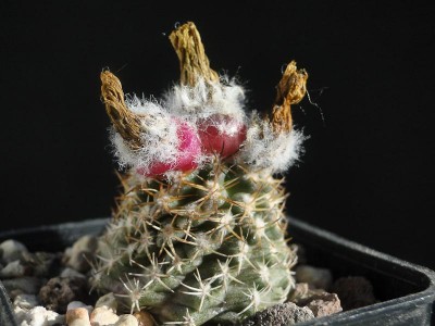 Eriosyce recondita ssp. iquiquensis FR712 (Py. saxifragus FR712) 2012 Oktober19-1.jpg
