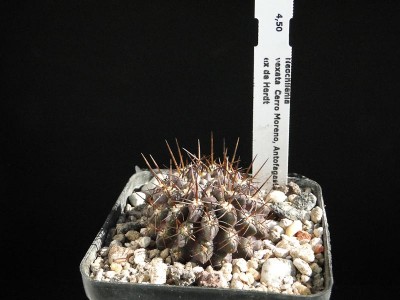 Eriosyce recondita (Nc. vexata ex deH), Cerro Moreno 2012 August14.jpg
