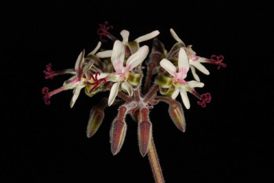 Pelargonium carnosum 03.JPG