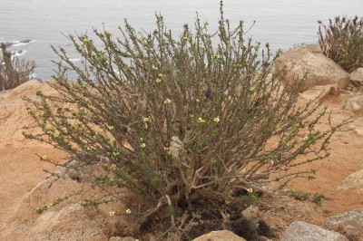 Euphorbia_lactiflua_5656.jpg