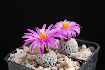 Turbinicarpus pseudopectinatus v. jarmilae  2013 April14.jpg