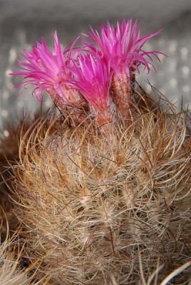 Eriosyce senilis ssp. elquiensis 2013 April09.jpg