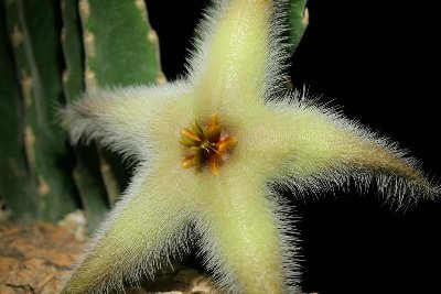 Stapelia desmetiana var pallida (FH05,156) 003.JPG