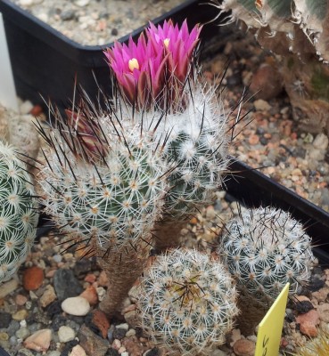 Turbinicarpus booleanus Sta. Clara