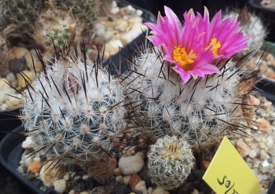 Turbinicarpus booleanus Sta. Clara