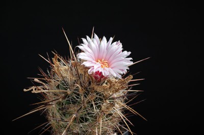 Thelocactus lausseri 2013 April24.jpg