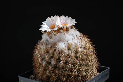 Turbinicarpus ysabelae 2013 April24-8.jpg